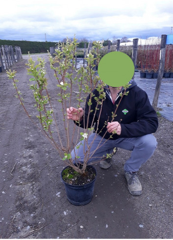 EXOCHORDA serratifolia SNOW WHITE En pot de 10-12 litres