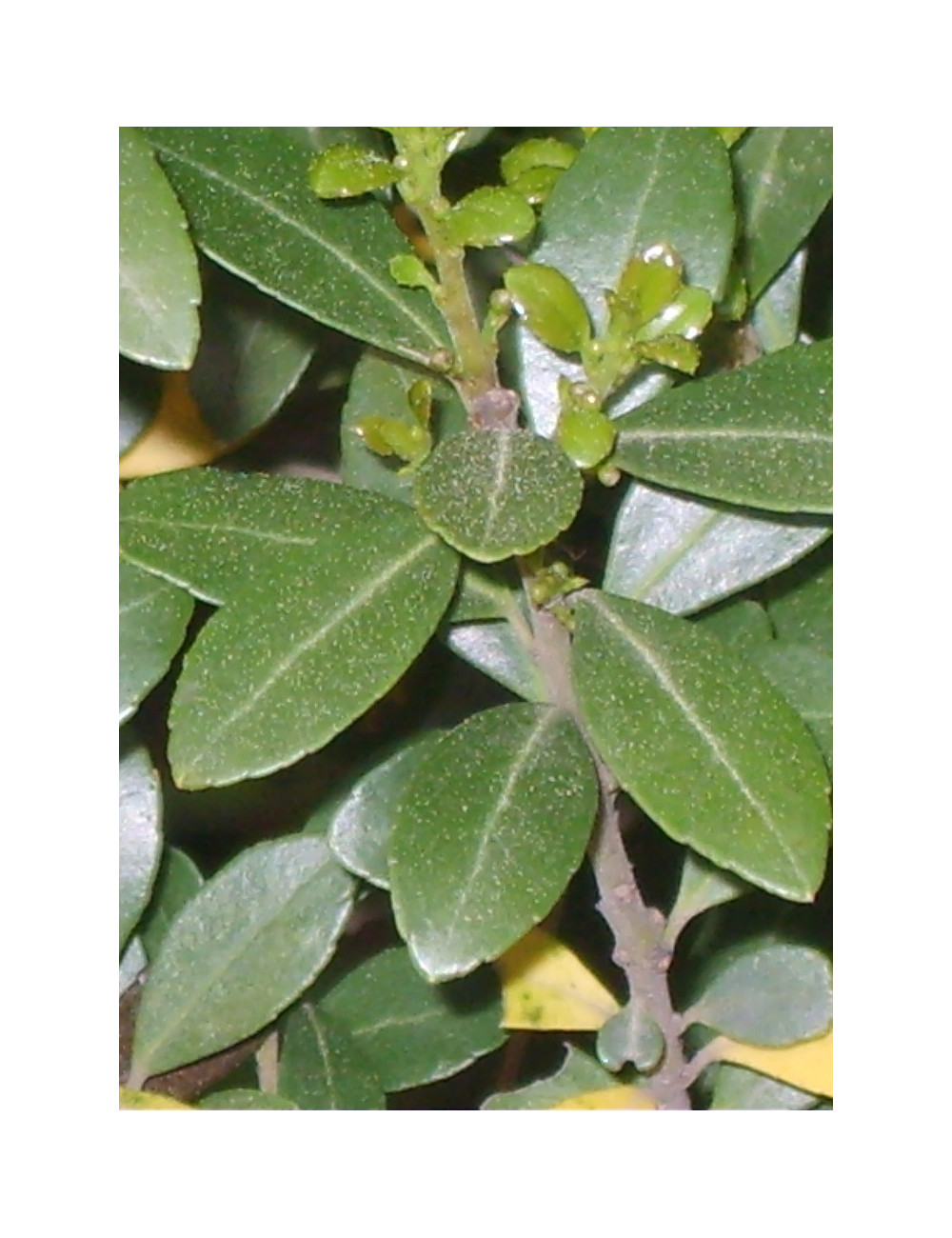 ILEX crenata