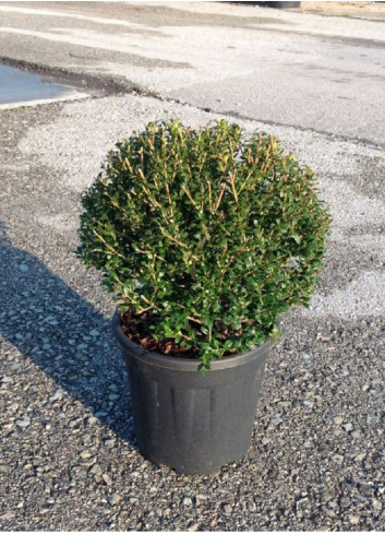 ILEX crenata (Houx crénelé, houx à petites feuilles ou houx japonais) En pot forme boule