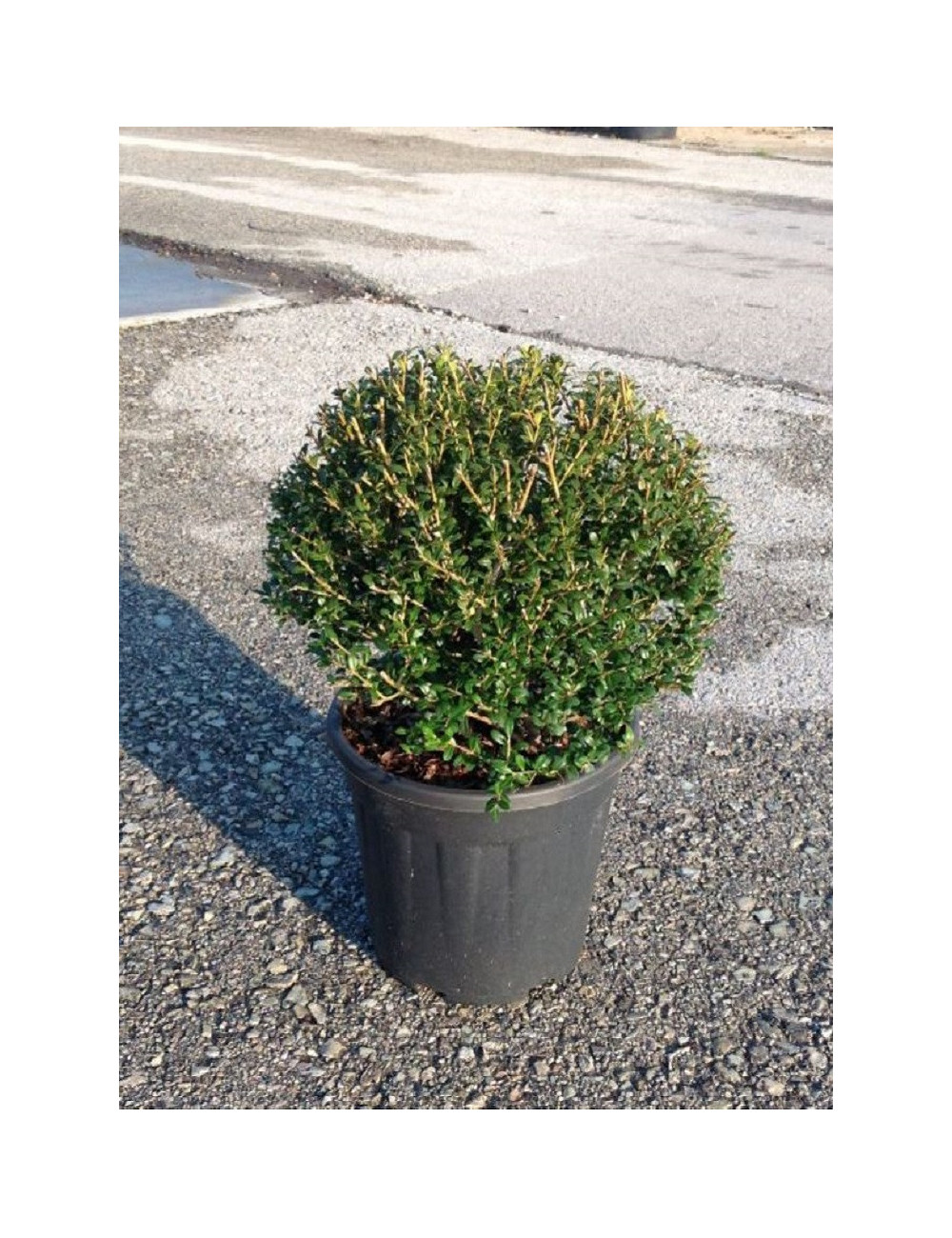 ILEX crenata (Houx crénelé, houx à petites feuilles ou houx japonais) En pot forme boule