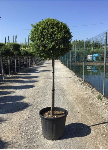 ILEX crenata (Houx crénelé, houx à petites feuilles ou houx japonais) En pot forme tige hauteur du tronc 090-110 cm