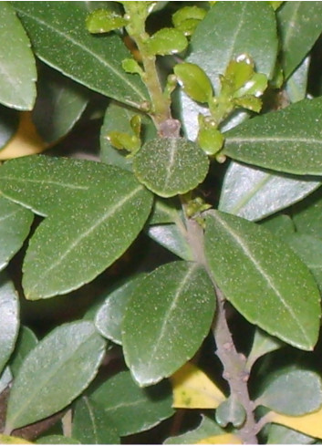 ILEX crenata (Houx crénelé ou houx japonais)