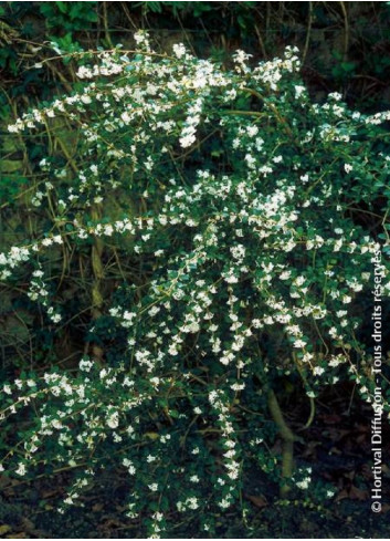 OSMANTHUS delavayi