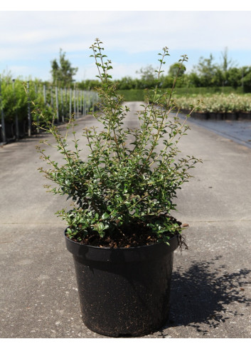 OSMANTHUS delavayi En pot de 7-10 litres