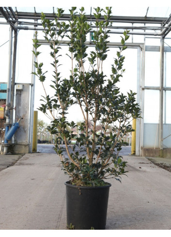 OSMANTHUS heterophyllus En pot de 10-12 litres