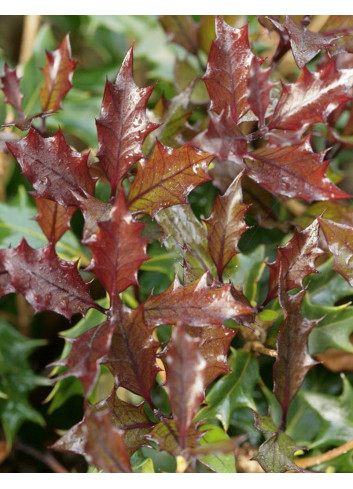 OSMANTHUS heterophyllus PURPUREUS