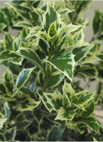 OSMANTHUS heterophyllus VARIEGATUS