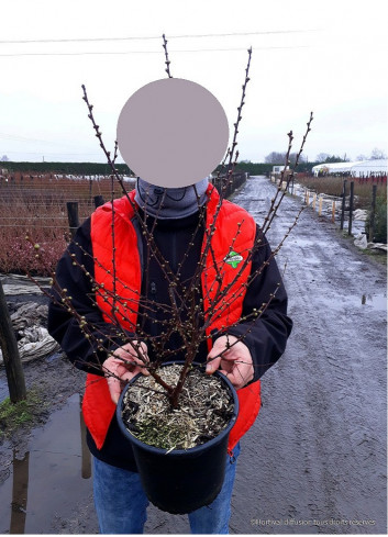 PRUNUS triloba MULTIPLEX En pot de 4-5 litres