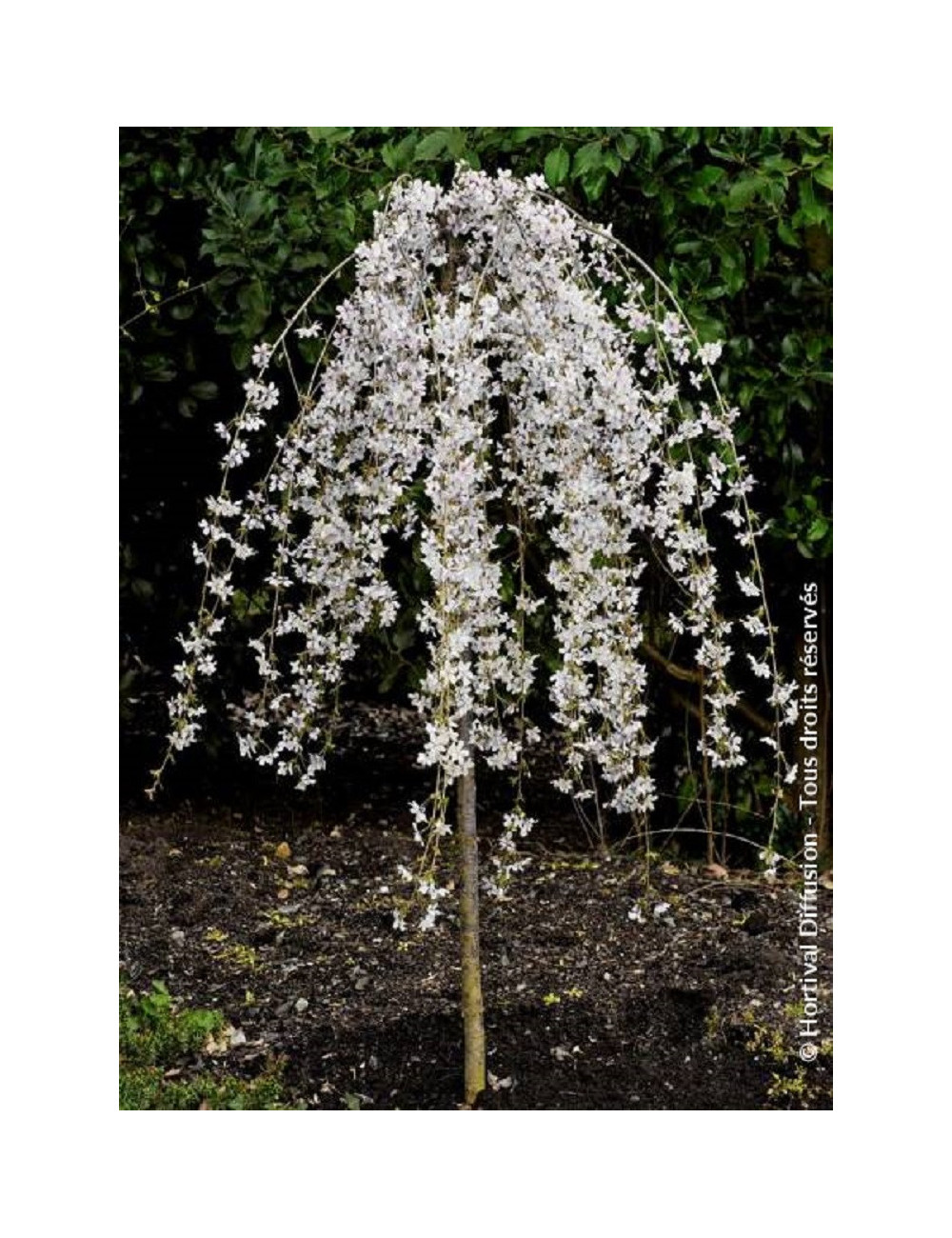 PRUNUS SNOW FOUNTAINS