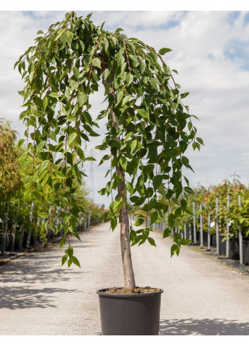 PRUNUS SNOW FOUNTAINS En pot de 15-20 litres forme tige hauteur du tronc 110-130 cm