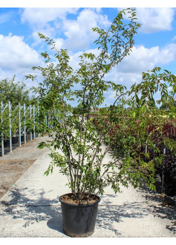 PRUNUS subhirtella AUTUMNALIS ROSEA En pot de 70-90 litres forme cépée