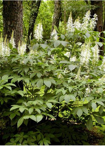 AESCULUS parviflora