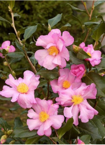 CAMELLIA sasanqua ROSE (Camélia d'automne)