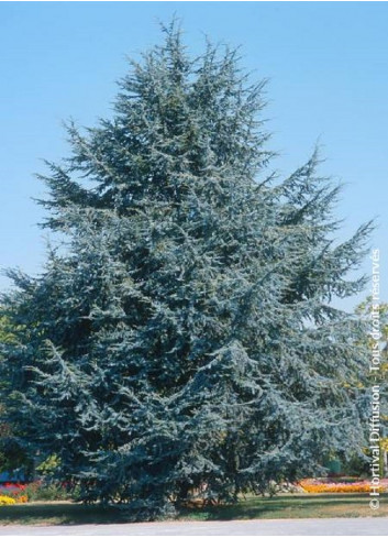 CEDRUS atlantica GLAUCA (Cèdre bleu de l'Atlas)