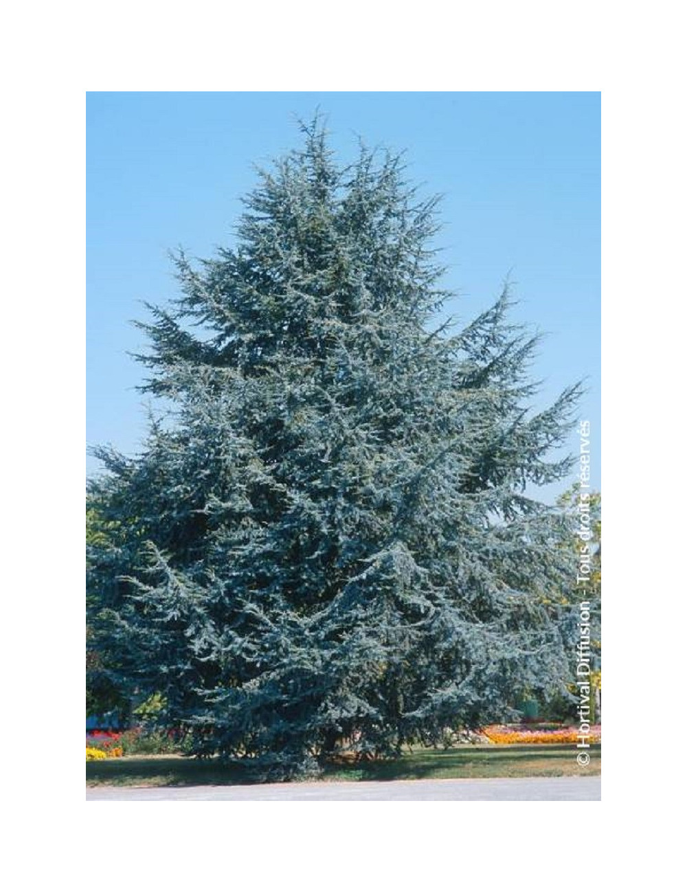 CEDRUS atlantica GLAUCA (Cèdre bleu de l'Atlas)