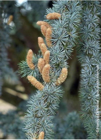 CEDRUS atlantica GLAUCA (Cèdre bleu de l'Atlas)