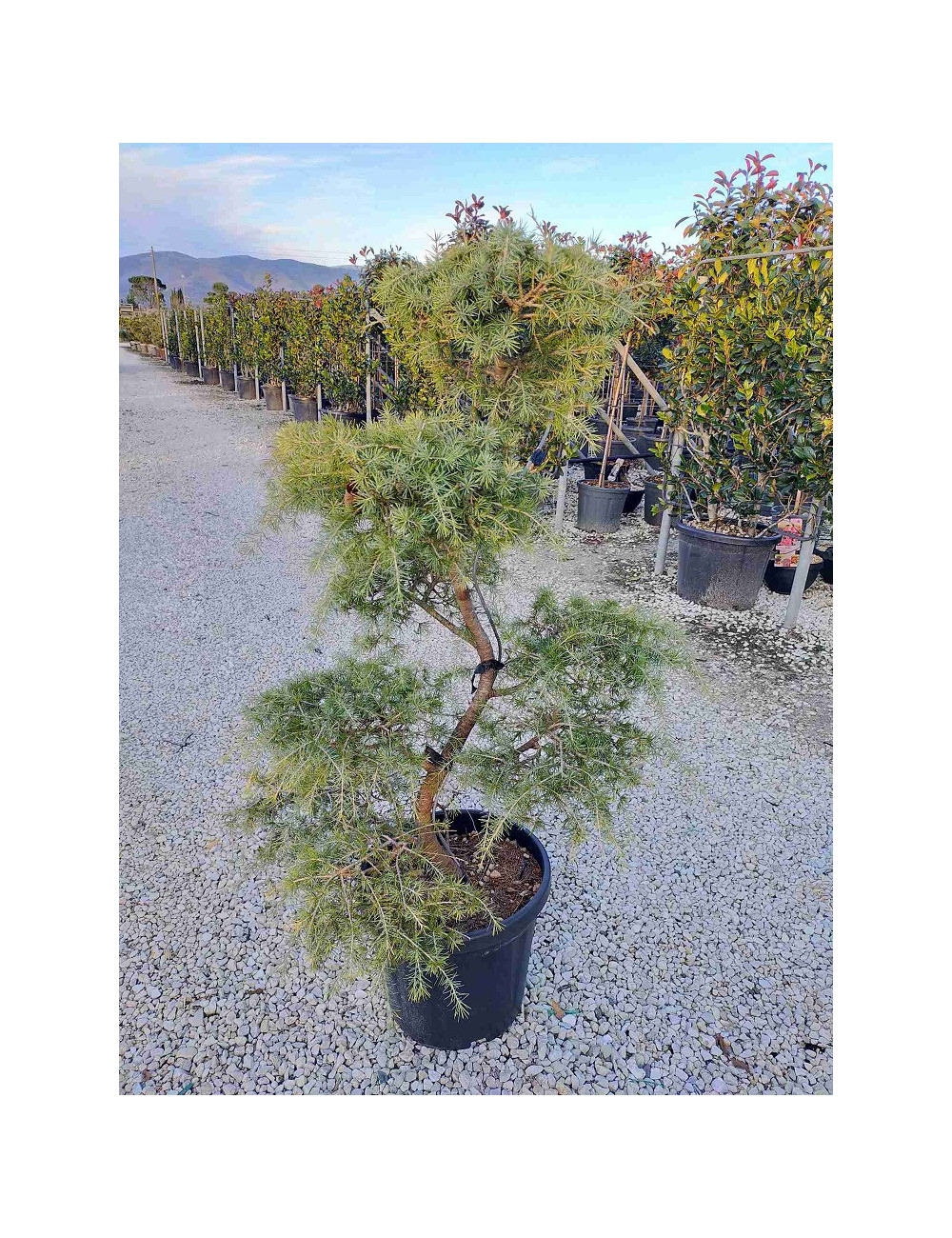 Topiaire (Plante taillée) - CEDRUS deodara (Cèdre de l'Himalaya)