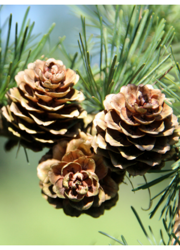 Topiaire (Plante taillée) - CEDRUS deodara (Cèdre de l'Himalaya)