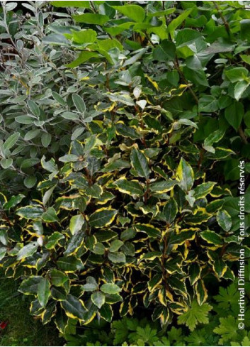 ELAEAGNUS ebbingei VIVELEG