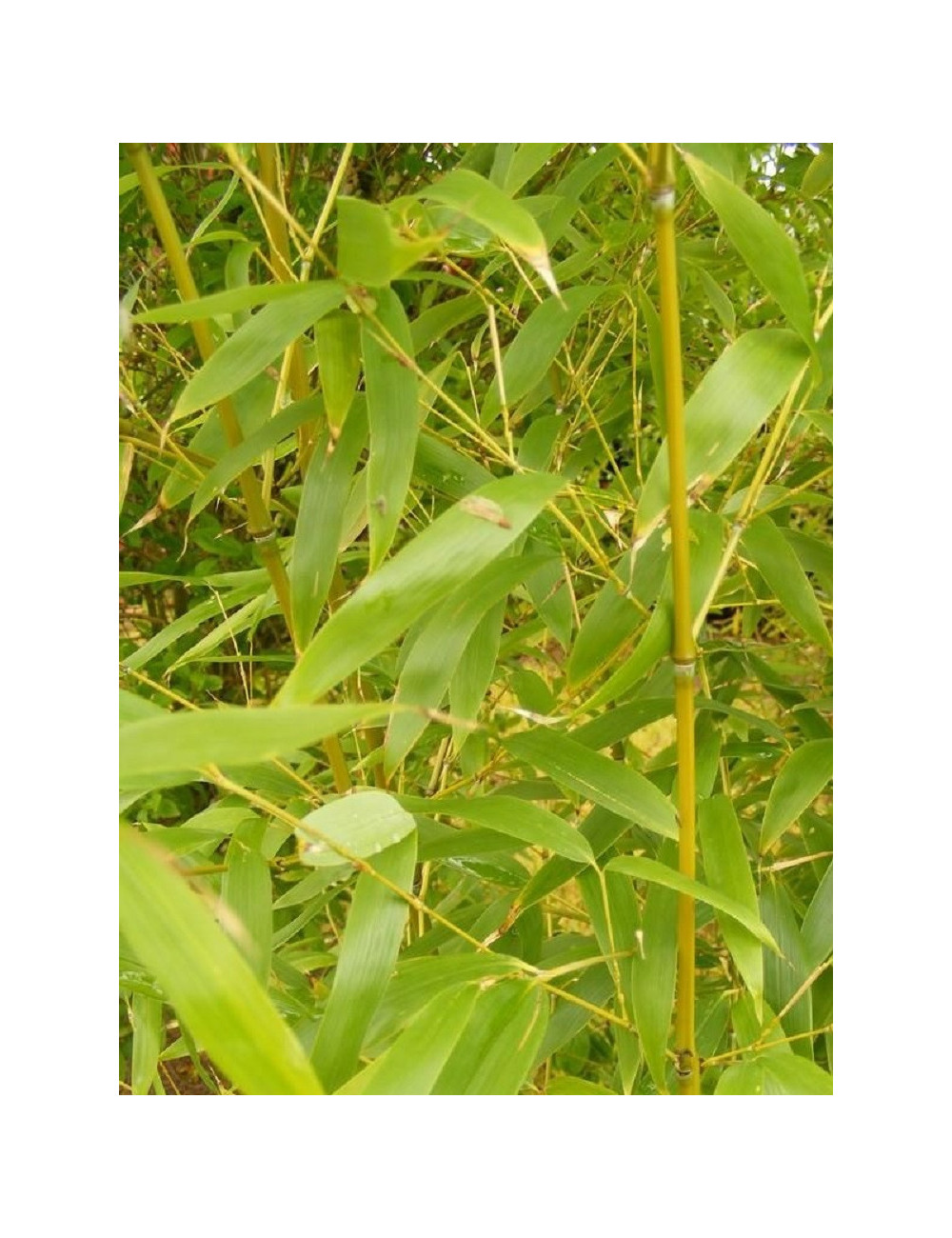 Topiaire (plante taillée) - PHYLLOSTACHYS AUREA (Bambou doré)