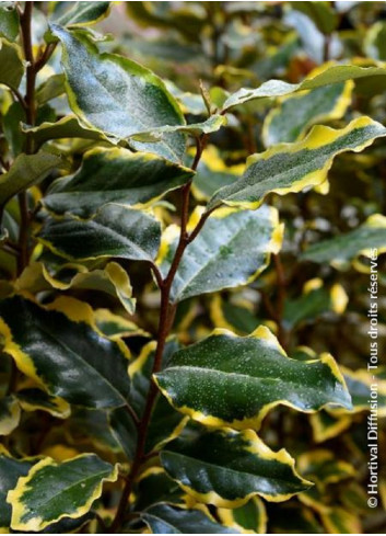 Topiaire (Plante taillée) - ELAEAGNUS ebbingei VIVELEG® (Chalef panaché)