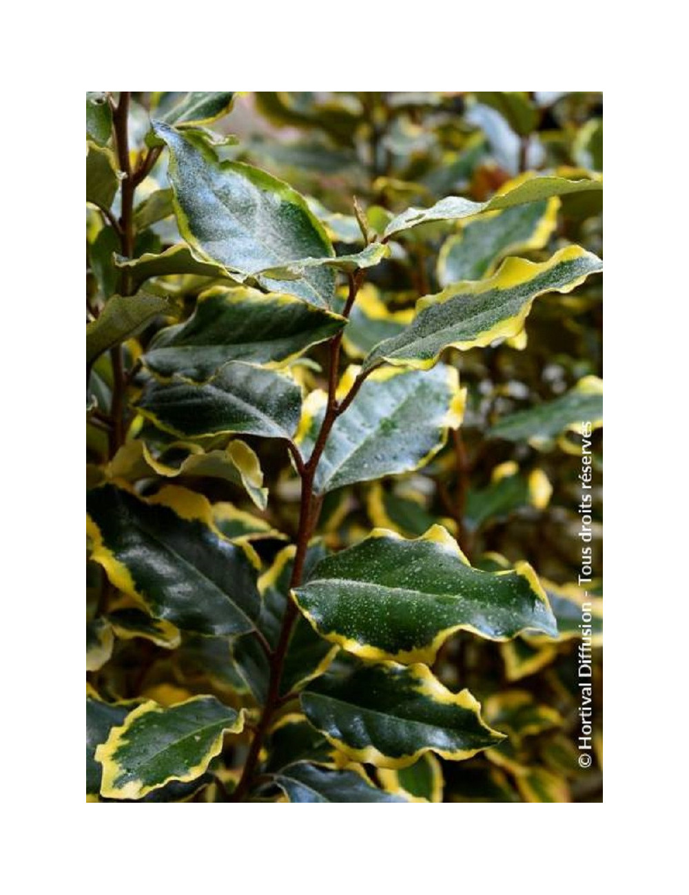 Topiaire (Plante taillée) - ELAEAGNUS ebbingei VIVELEG® (Chalef panaché)