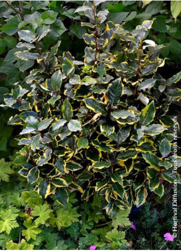 Topiaire (Plante taillée) - ELAEAGNUS ebbingei VIVELEG® (Chalef panaché)