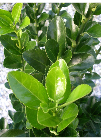 Topiaire (Plante taillée) - EUONYMUS japonicus (Fusain du Japon)