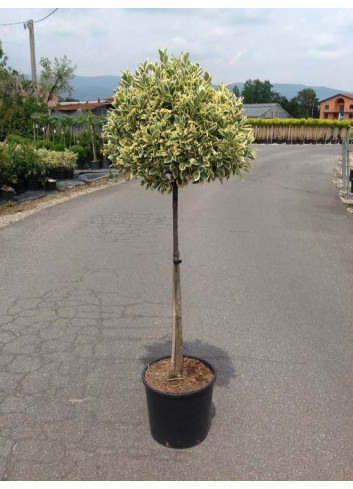 Topiaire (Plante taillée) - EUONYMUS japonicus BRAVO (Fusain du Japon)