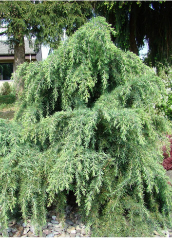 CEDRUS deodara FEELING BLUE