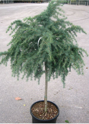 CEDRUS deodara FEELING BLUE