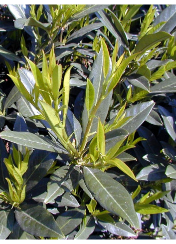 Topiaire (Plante taillée) - PRUNUS laurocerasus OTTO LUYKEN (Laurier-cerise, Laurier-amande, Laurier palme)