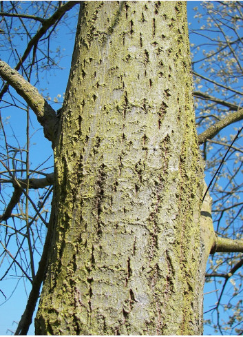 SALIX caprea