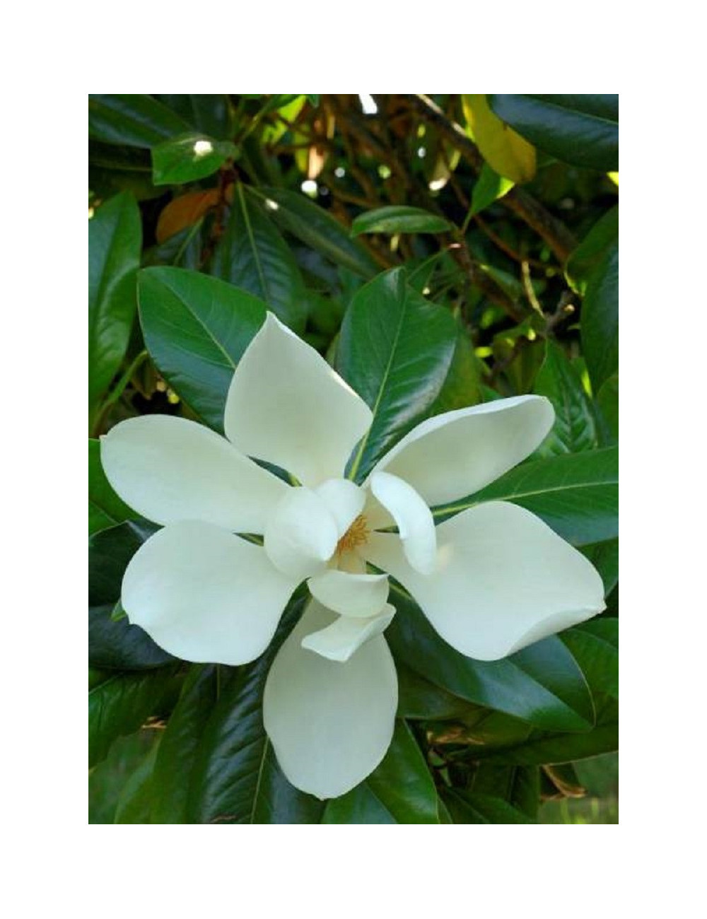 MAGNOLIA grandiflora GALISSONIENSIS