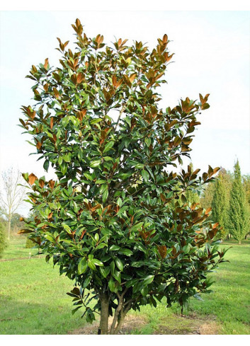 MAGNOLIA grandiflora GALISSONIENSIS