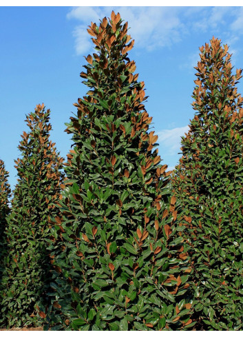 MAGNOLIA grandiflora GALISSONIENSIS