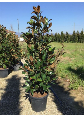 MAGNOLIA grandiflora GALISSONIENSIS