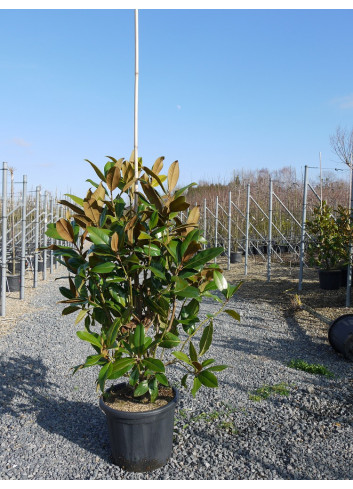 MAGNOLIA grandiflora GALISSONIENSIS En pot de 25-30 litres