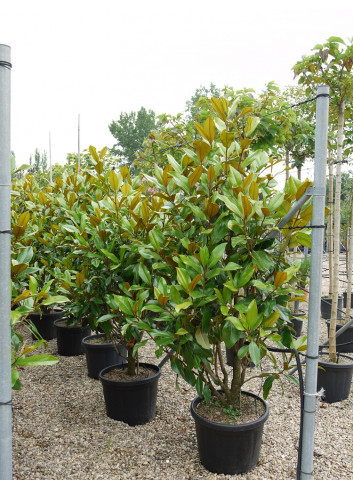 MAGNOLIA grandiflora GALISSONIENSIS En pot de 35-50 litres