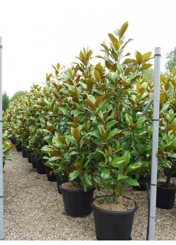 MAGNOLIA grandiflora GALISSONIENSIS En pot de 35-50 litres