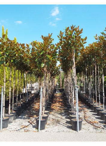 MAGNOLIA grandiflora GALISSONIENSIS En pot de 35-50 litres forme tige hauteur du tronc 180-200 cm