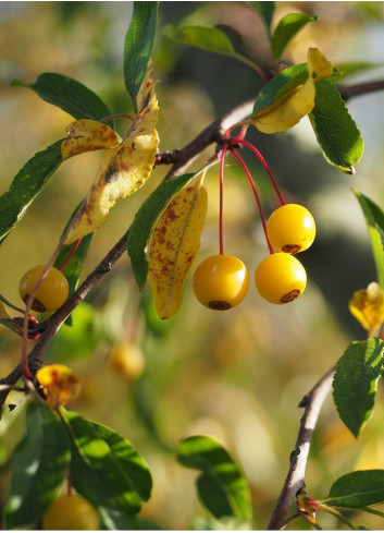 MALUS toringo