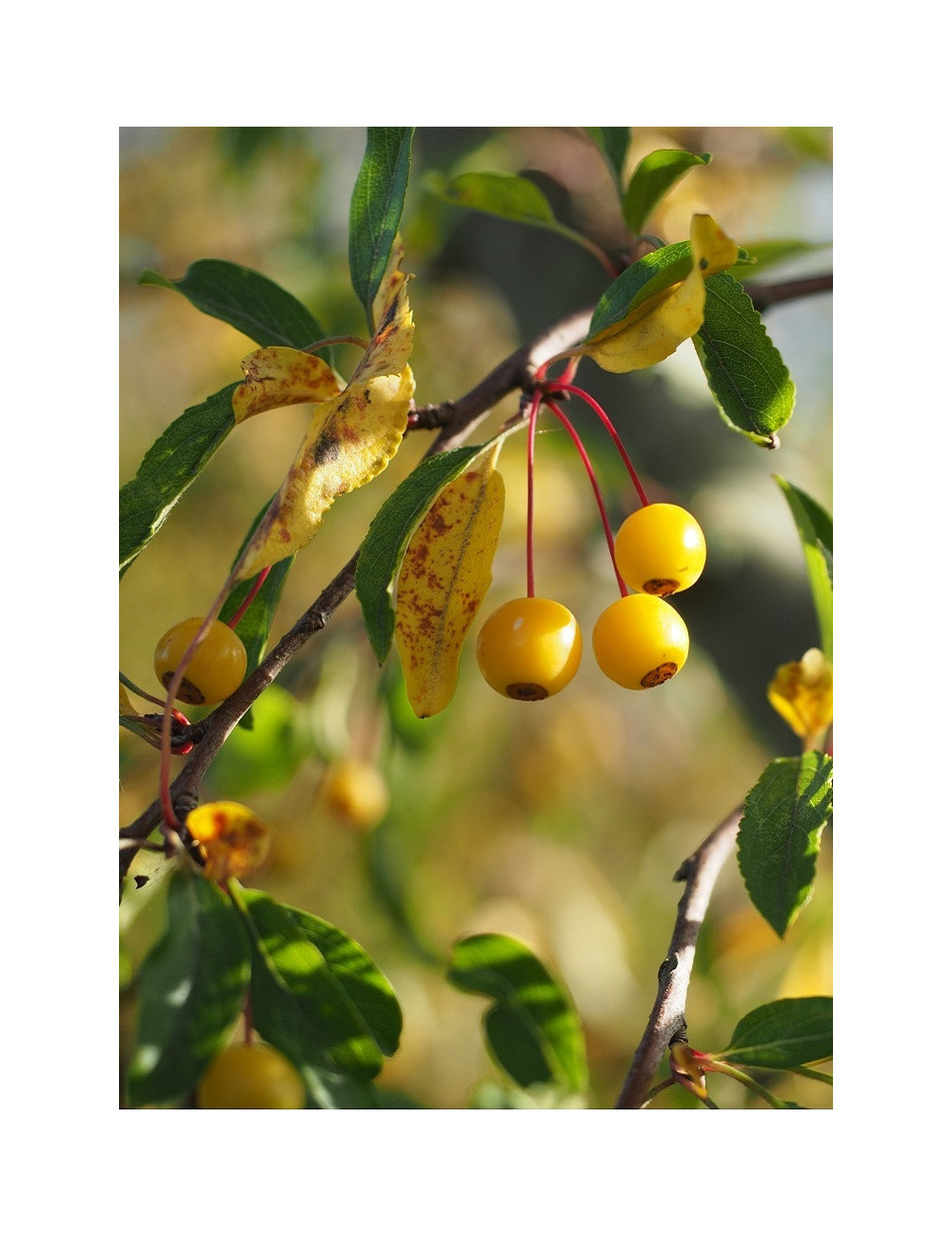 MALUS toringo