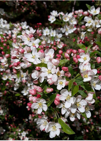 MALUS toringo