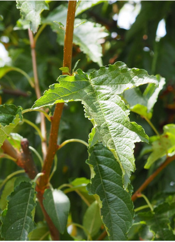 MALUS toringo