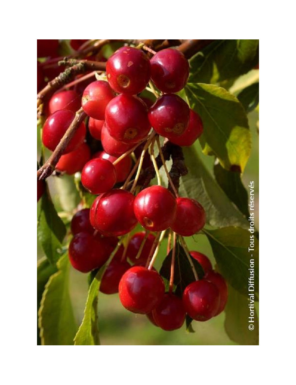 MALUS CHEAL'S WEEPING