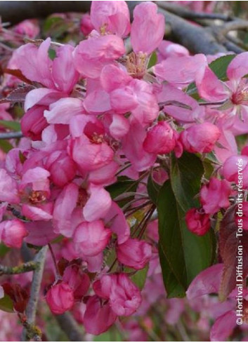 MALUS CHEAL'S WEEPING