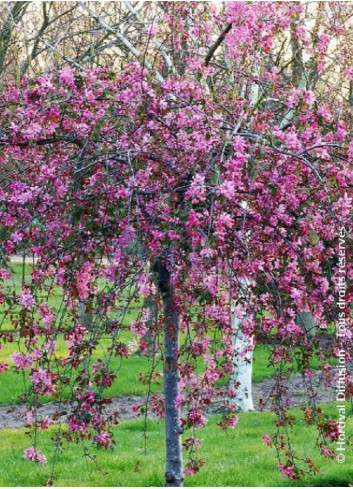 MALUS CHEAL'S WEEPING