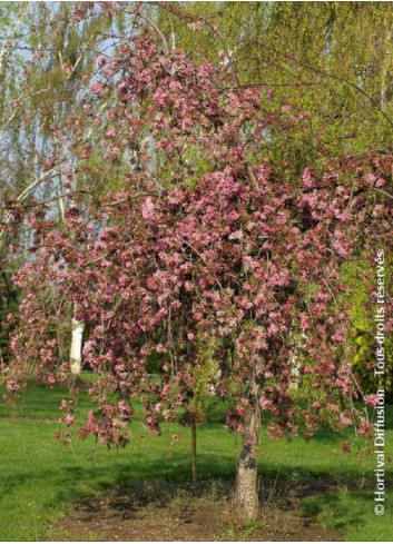 MALUS CHEAL'S WEEPING