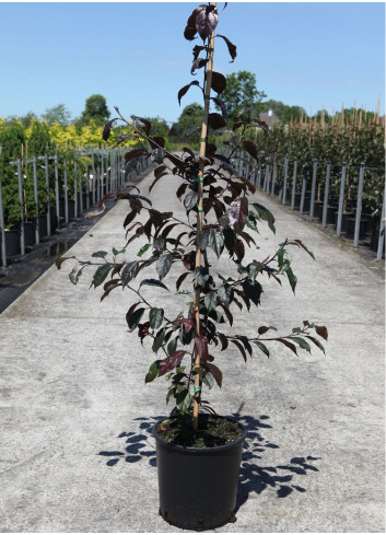 MALUS ROYALTY En pot de 12-15 litres forme baliveau hauteur 150-200 cm